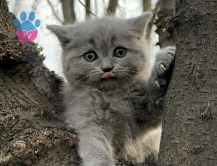 BRİTİSH SHORTHAİR ( SHOW KALİTE YAVRULAR )