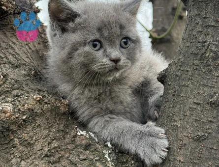 BRİTİSH SHORTHAİR ( SHOW KALİTE YAVRULAR )