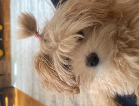 Maltipoo 4 Aylk Dişi Yavrumuz