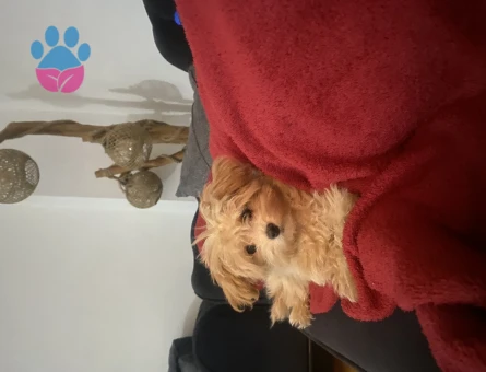 Maltipoo 4 Aylk Dişi Yavrumuz