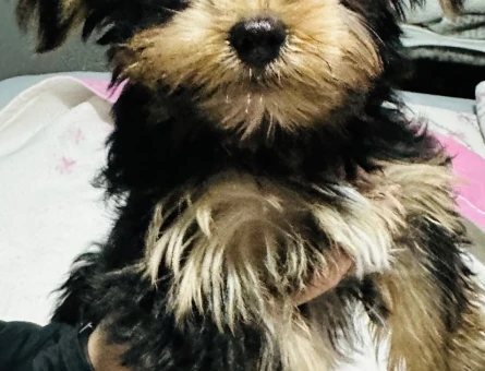 Yorkshire Terrier 3 Aylık