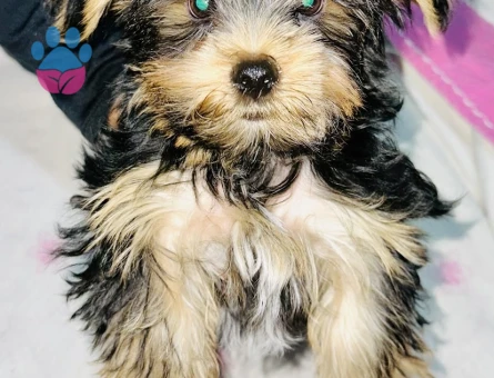 Yorkshire Terrier 3 Aylık