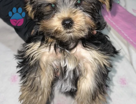 Yorkshire Terrier 3 Aylık