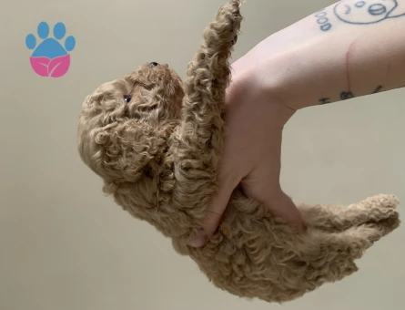 Toy Poodle 2 Aylık Dişi ve Erkek