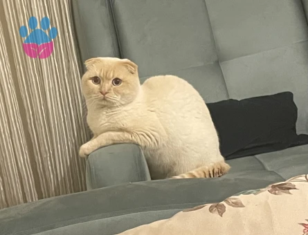 Scottish Fold Red Point 2 Yaşında