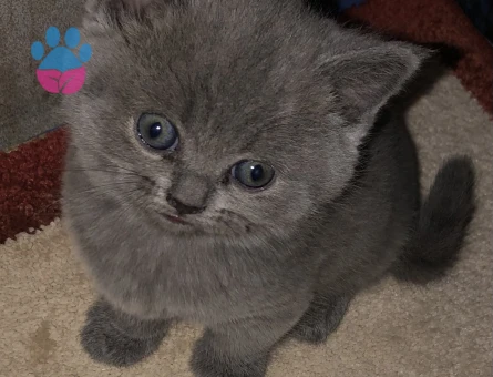 British Shorthair 2 Aylık Yavrumuz