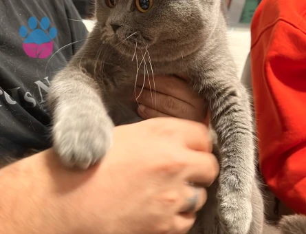 British Shorthair 2 Aylık Yavrumuz