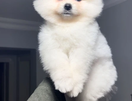 Poomeranian Boo 2 Aylık Erkek