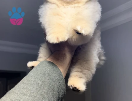 Poomeranian Boo 2 Aylık Erkek