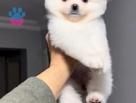 Poomeranian Boo 2 Aylık Erkek