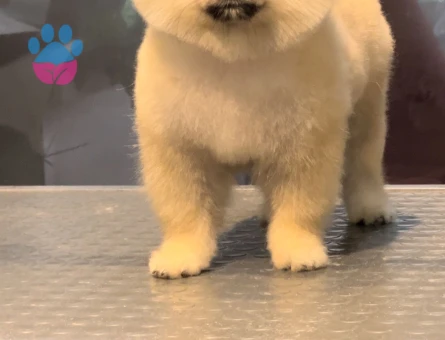 Poomeranian Boo 2 Aylık Erkek