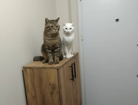 British Shorthair 1 Yaşında