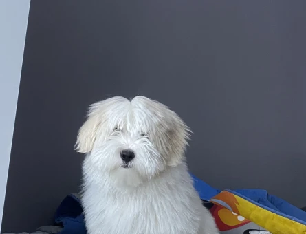 Maltese Terrier 6 Yavru