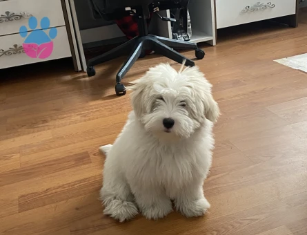 Maltese Terrier 6 Yavru