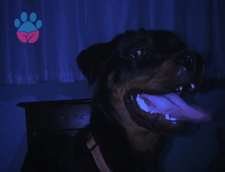 Rottweiler 9 Aylık Dİşi