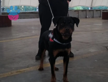 Rottweiler 9 Aylık Dİşi