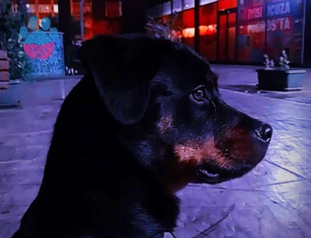 Rottweiler 9 Aylık Dİşi