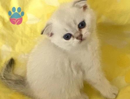 Safkan Silver Point yemyeşil gözlü bembeyaz