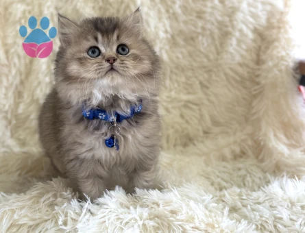 British Longhair Golden Tabby Erkek 2 Aylık