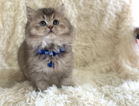 British Longhair Golden Tabby Erkek 2 Aylık