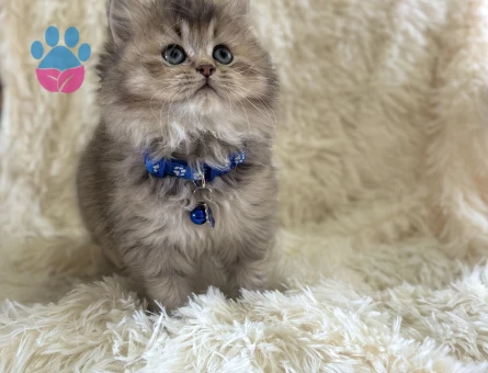 British Longhair Golden Tabby Erkek 2 Aylık