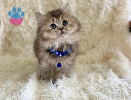 British Longhair Golden Tabby Erkek 2 Aylık