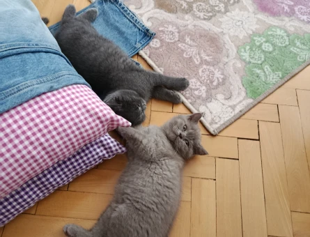 Kalıcı yuva 2 Aylık British Shorthair - 4385