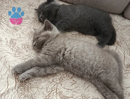 Kalıcı yuva 2 Aylık British Shorthair