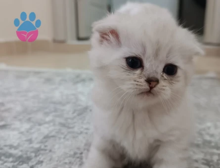 Scottish Fold yavrular