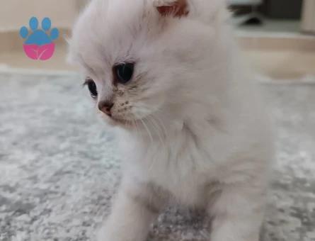 Scottish Fold yavrular