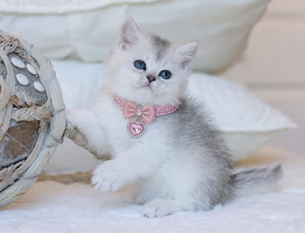British Shorthair Silver Kızımız 2 Aylık - 4389