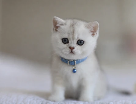 Silver Renk British Shorthair 2 Aylık Yuva Arıyor - 4390