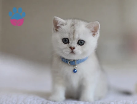 Silver Renk British Shorthair 2 Aylık Yuva Arıyor