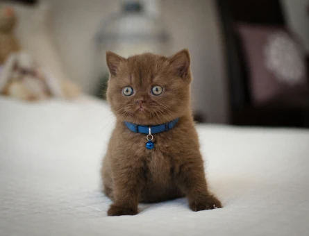British Shorthair Çikolata Erkek Yavrumuz - 4391