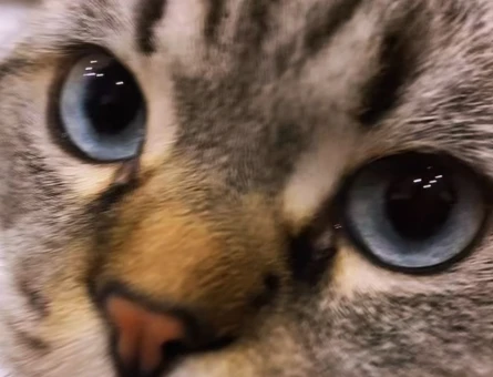 Scottish fold 1 Yaşında Yuva Arıyor - 4392
