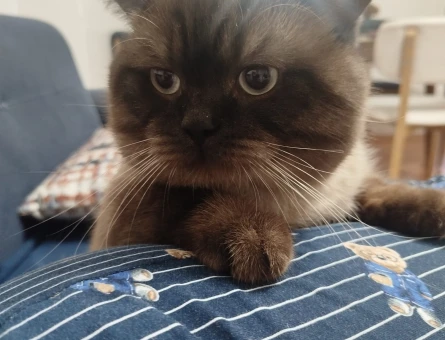Russian Blue Sütlaç Yuva Arıyor - 4393