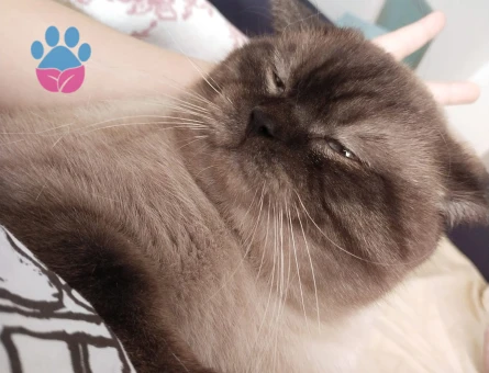 Russian Blue Sütlaç Yuva Arıyor
