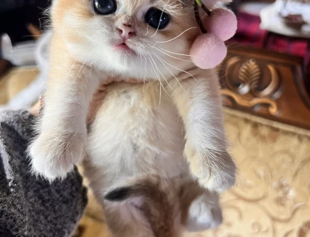 Saf Kan Golden British Shorthair Yavrular(Wcf kayıtlı) - 4398