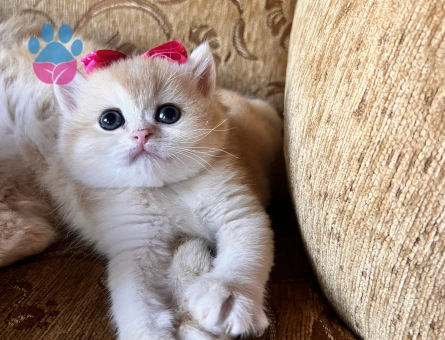 Saf Kan Golden British Shorthair Yavrular(Wcf kayıtlı)