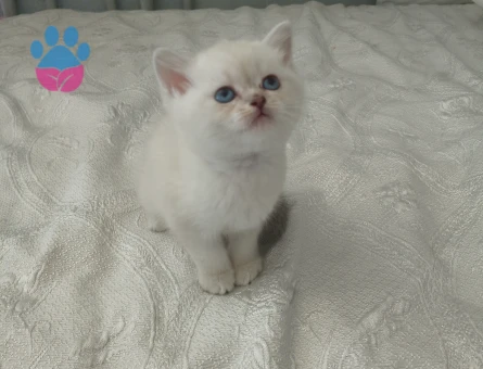 British Shorthair 2 Aylık