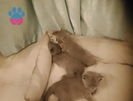 Brithis yavrularımız