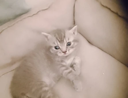 Brithis yavrularımız