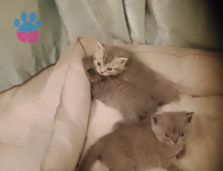 Brithis yavrularımız