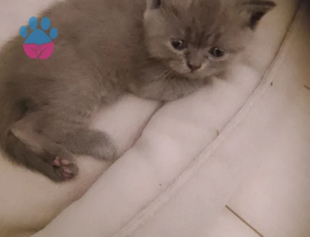 Brithis yavrularımız