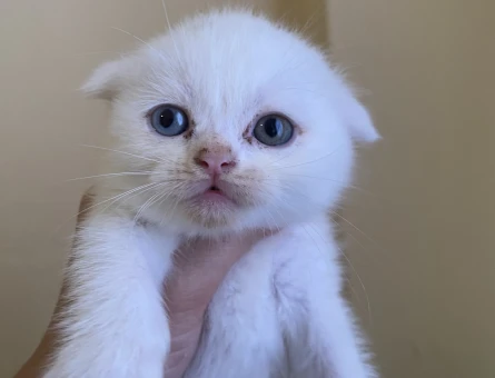 Odd eyes scottish fold ve straight bebekler