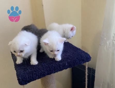 Odd eyes scottish fold ve straight bebekler