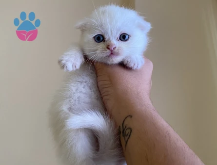 Odd eyes scottish fold ve straight bebekler