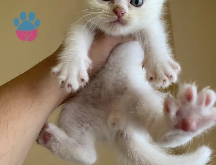 Odd eyes scottish fold ve straight bebekler