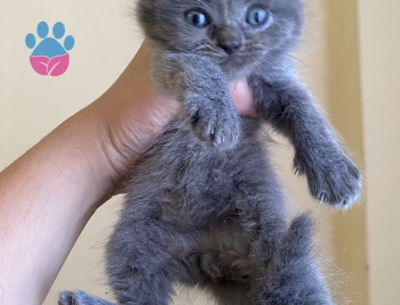 Odd eyes scottish fold ve straight bebekler