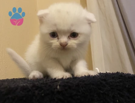 Odd eyes scottish fold ve straight bebekler